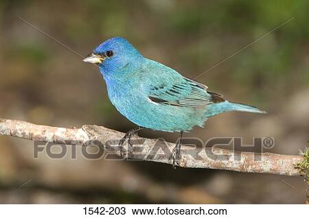 Indigo bunting (Passerina cyanea) perching on a branch View Large Photo Image Stock Image - Indigo bunting (Passerina cyanea) perching on a branch. Fotosearch