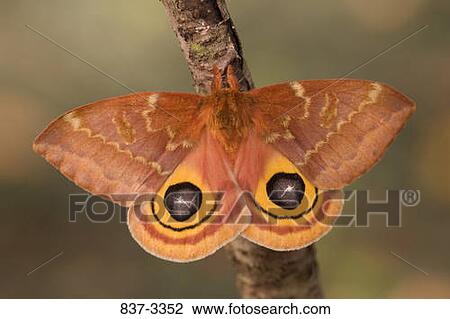 Io moth (Automeris io) on a branch View Large Photo Image Stock Image - Io moth (Automeris io) on a branch. Fotosearch