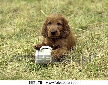 Irish Setter puppy playing with a cup View Large Photo Image Stock Image - Irish Setter puppy playing with a cup. Fotosearch