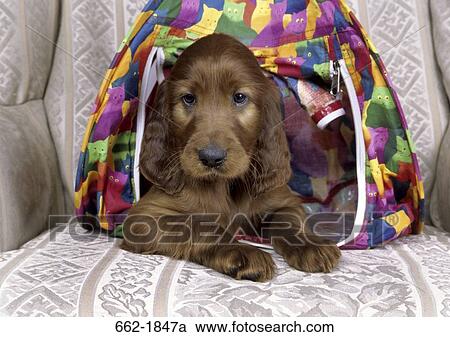 Irish Setter puppy sitting in a tent in an armchair View Large Photo Image Stock Image - Irish Setter puppy sitting in a tent in an armchair. Fotosearch
