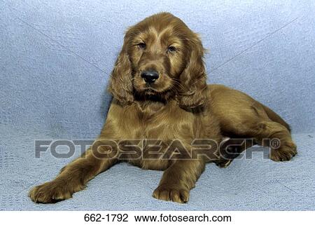 Irish Setter puppy sitting on a couch View Large Photo Image Stock Image - Irish Setter puppy sitting on a couch. Fotosearch