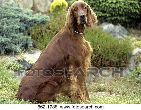 Irish Setter sitting on grass View Large Photo Image Stock Photo - Irish Setter sitting on grass. Fotosearch