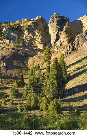 Jeffrey pine trees along a crest, Pacific Crest Trail, Humboldt-Toiyabe National Forest, California, USA View Large Photo Image Stock Image - Jeffrey pine trees along a crest, Pacific Crest Trail, Humboldt-Toiyabe National Forest, California, USA. Fotosearch