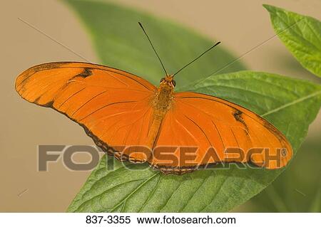Julia butterfly (Dryas julia) on a leaf View Large Photo Image Stock Photography - Julia butterfly (Dryas julia) on a leaf. Fotosearch