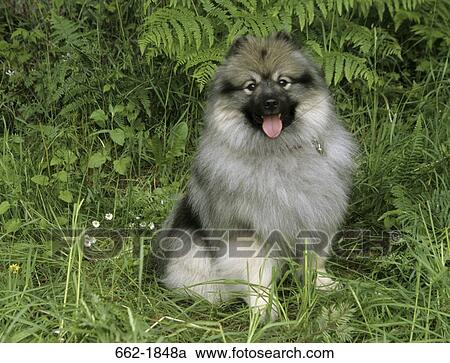 Keeshond dog sitting on grass View Large Photo Image Stock Image - Keeshond dog sitting on grass. Fotosearch