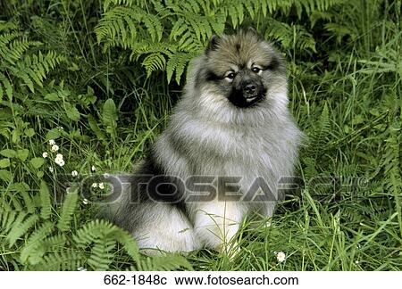 Keeshond dog sitting on grass View Large Photo Image Stock Image - Keeshond dog sitting on grass. Fotosearch