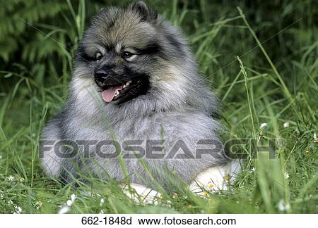 Stock Image - Keeshond dog sitting on grass. Fotosearch
