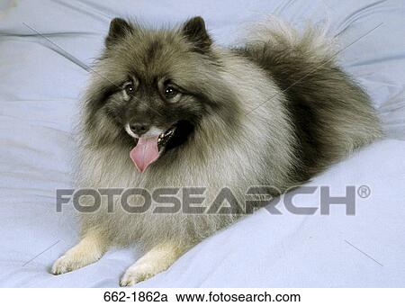 Keeshond dog sitting on the bed View Large Photo Image Stock Image - Keeshond dog sitting on the bed. Fotosearch