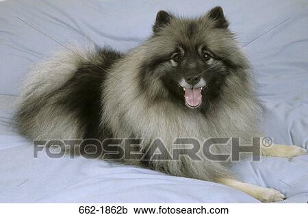 Keeshond dog sitting on the bed View Large Photo Image Stock Image - Keeshond dog sitting on the bed. Fotosearch