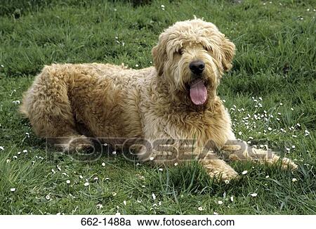 Labradoodle dog sitting on grass View Large Photo Image Stock Image - Labradoodle dog sitting on grass. Fotosearch
