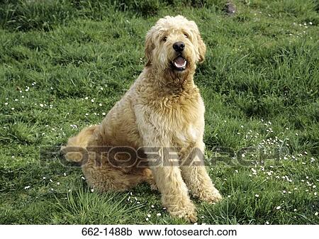 Labradoodle dog sitting on grass View Large Photo Image Stock Image - Labradoodle dog sitting on grass. Fotosearch