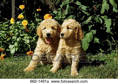 Labradoodle puppies sitting in a garden View Large Photo Image Stock Image - Labradoodle puppies sitting in a garden. Fotosearch