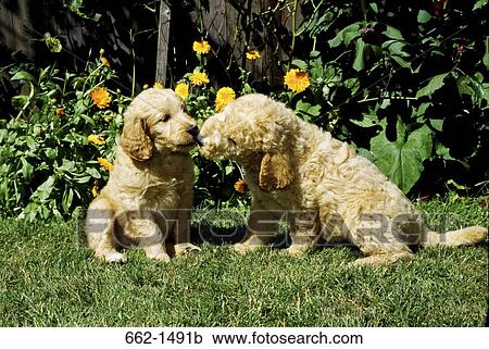 Labradoodle puppies sitting in a garden View Large Photo Image Stock Image - Labradoodle puppies sitting in a garden. Fotosearch