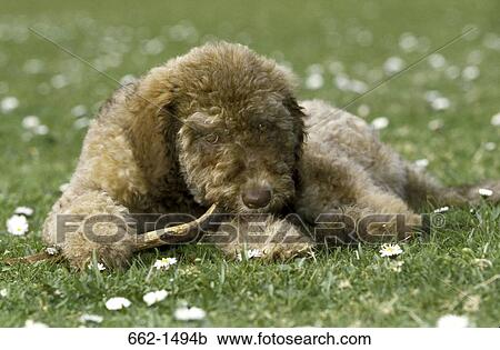Labradoodle puppy chewing a stick in a park View Large Photo Image Stock Image - Labradoodle puppy chewing a stick in a park. Fotosearch