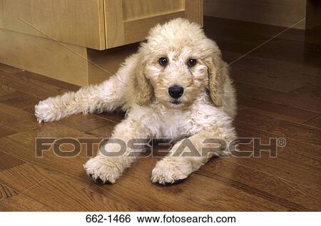 Labradoodle puppy lying on a hardwood floor View Large Photo Image Stock Photograph - Labradoodle puppy lying on a hardwood floor. Fotosearch