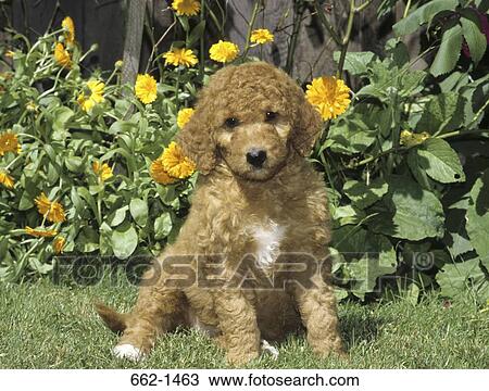 Stock Image - Labradoodle puppy sitting in a garden. Fotosearch