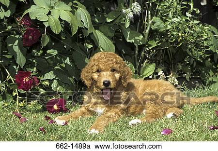 Labradoodle puppy sitting in a garden View Large Photo Image Stock Image - Labradoodle puppy sitting in a garden. Fotosearch