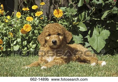 Labradoodle puppy sitting in a garden View Large Photo Image Stock Image - Labradoodle puppy sitting in a garden. Fotosearch