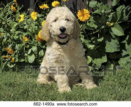 Labradoodle puppy sitting in a garden View Large Photo Image Stock Image - Labradoodle puppy sitting in a garden. Fotosearch