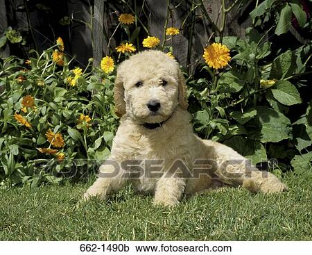 Labradoodle puppy sitting in a garden View Large Photo Image Stock Image - Labradoodle puppy sitting in a garden. Fotosearch