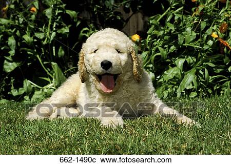Labradoodle puppy sitting in a garden View Large Photo Image Stock Image - Labradoodle puppy sitting in a garden. Fotosearch