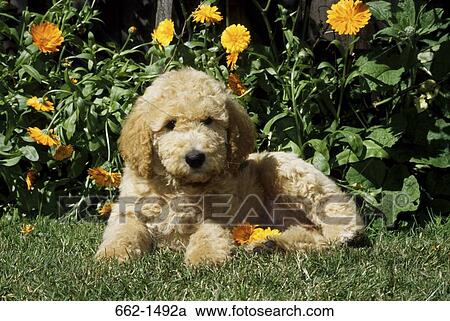 Labradoodle puppy sitting in a garden View Large Photo Image Stock Image - Labradoodle puppy sitting in a garden. Fotosearch