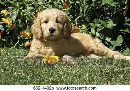 Labradoodle puppy sitting in a garden View Large Photo Image Stock Image - Labradoodle puppy sitting in a garden. Fotosearch
