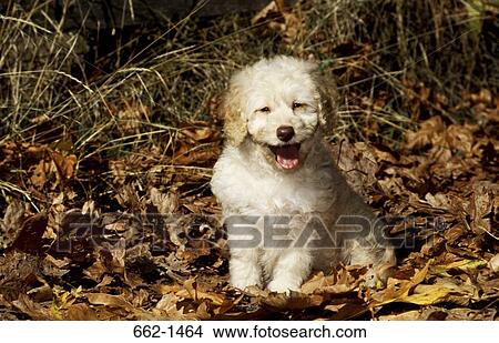 Labradoodle puppy sitting on fallen leaves View Large Photo Image Picture - Labradoodle puppy sitting on fallen leaves. Fotosearch
