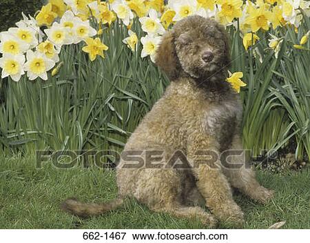 Stock Photo - Labradoodle sitting in a garden. Fotosearch