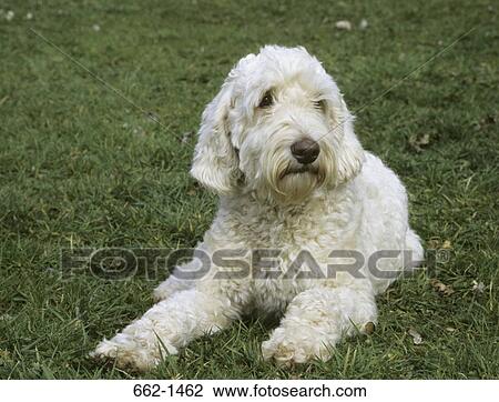 Labradoodle sitting on grass View Large Photo Image Stock Image - Labradoodle sitting on grass. Fotosearch