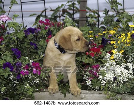 Labrador Retriever in a garden View Large Photo Image Stock Image - Labrador Retriever in a garden. Fotosearch