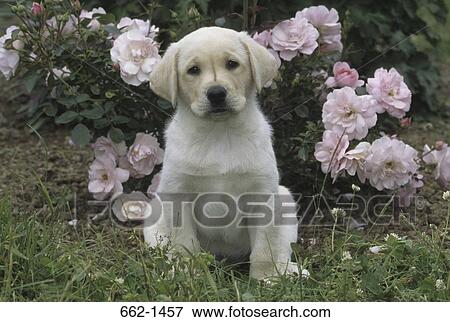 Labrador Retriever puppy sitting in a garden View Large Photo Image Stock Photo - Labrador Retriever puppy sitting in a garden. Fotosearch