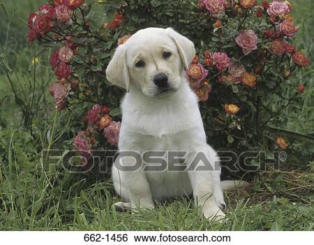 Stock Photograph - Labrador Retriever puppy sitting in a garden. Fotosearch