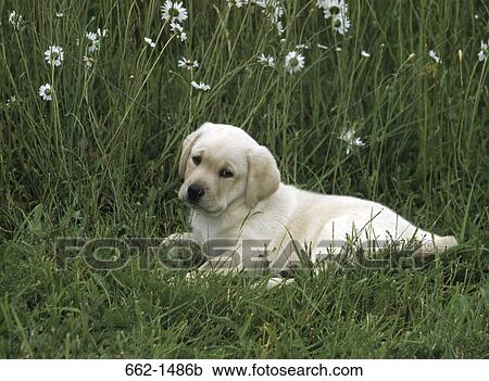 Labrador Retriever puppy sitting on grass View Large Photo Image Stock Image - Labrador Retriever puppy sitting on grass. Fotosearch