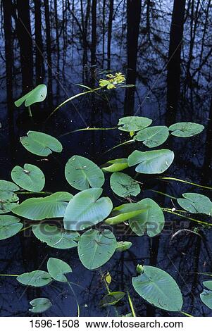 Lily pads in a swamp, Little Charlie Bowlegs Creek, Highlands Hammock State Park, Florida, USA View Large Photo Image Stock Photo - Lily pads in a swamp, Little Charlie Bowlegs Creek, Highlands Hammock State Park, Florida, USA. Fotosearch