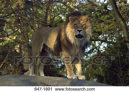 Stock Image - Lion (Panthera leo) standing on a rock. Fotosearch