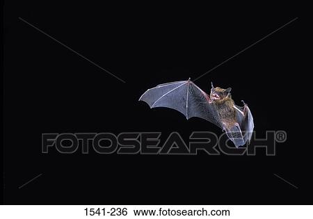 Stock Photograph - Low angle view of a Big Brown bat (Eptesicus fuscus) flying at night. Fotosearch