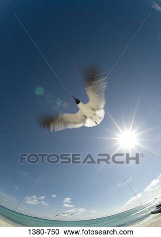Low angle view of a bird flying in the sky, Los Roques, Venezuela View Large Photo Image Stock Image - Low angle view of a bird flying in the sky, Los Roques, Venezuela. Fotosearch