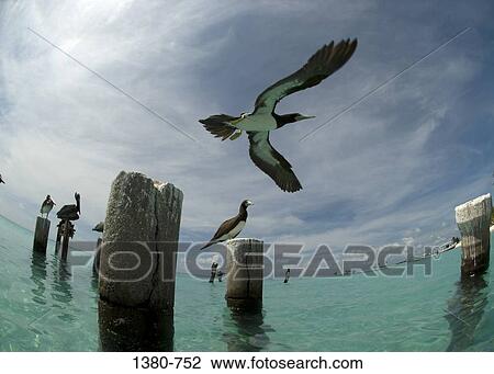 Low angle view of a bird flying over the sea, Los Roques, Venezuela View Large Photo Image Stock Image - Low angle view of a bird flying over the sea, Los Roques, Venezuela. Fotosearch