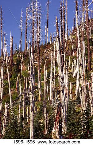 Low angle view of bare trees in a forest, Mt St. Helens National Volcanic Monument, Washington State, USA View Large Photo Image Stock Photograph - Low angle view of bare trees in a forest, Mt St. Helens National Volcanic Monument, Washington State, USA. Fotosearch