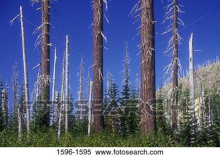 Low angle view of bare trees in a forest, Mt St. Helens National Volcanic Monument, Washington State, USA View Large Photo Image Stock Photography - Low angle view of bare trees in a forest, Mt St. Helens National Volcanic Monument, Washington State, USA. Fotosearch