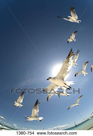 Low angle view of flock of birds flying in air, Los Roques, Venezuela View Large Photo Image Picture - Low angle view of flock of birds flying in air, Los Roques, Venezuela. Fotosearch