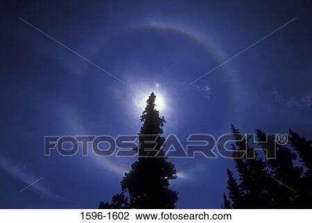 Low angle view of sun shining behind a fir tree, Deer park, Olympic National Park, Washington State, USA View Large Photo Image Stock Image - Low angle view of sun shining behind a fir tree, Deer park, Olympic National Park, Washington State, USA. Fotosearch
