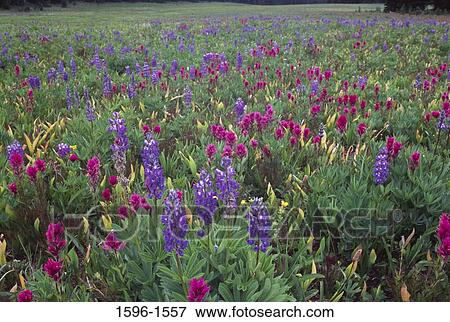 Lupine and Indian Paintbrush flowers in a field, Mt Rainier National Park, Washington State, USA View Large Photo Image Stock Photo - Lupine and Indian Paintbrush flowers in a field, Mt Rainier National Park, Washington State, USA. Fotosearch