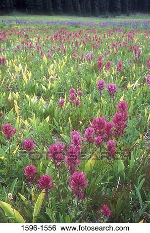 Lupine and Indian Paintbrush flowers in a field, Mt Rainier National Park, Washington State, USA View Large Photo Image Stock Photograph - Lupine and Indian Paintbrush flowers in a field, Mt Rainier National Park, Washington State, USA. Fotosearch