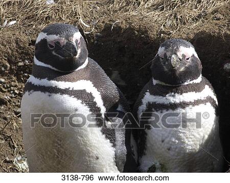 Magellanic penguins (Spheniscus magellanicus) in nest, Magdalena Island, Magellan, Punta Arenas, Patagonia, Chile View Large Photo Image Stock Photograph - Magellanic penguins (Spheniscus magellanicus) in nest, Magdalena Island, Magellan, Punta Arenas, Patagonia, Chile. Fotosearch