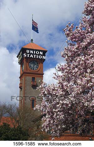 Magnolia tree in front of a clock tower, Union Station, Portland, Oregon, USA View Large Photo Image Stock Photography - Magnolia tree in front of a clock tower, Union Station, Portland, Oregon, USA. Fotosearch