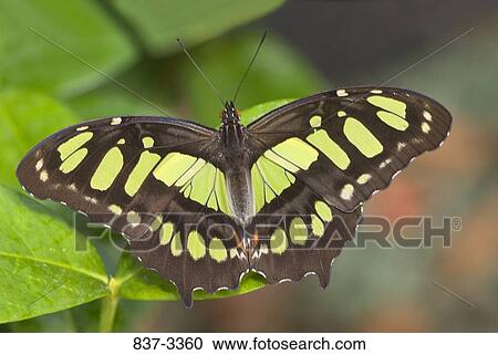 Malachite butterfly (Siproeta stelenes) on a leaf View Large Photo Image Stock Image - Malachite butterfly (Siproeta stelenes) on a leaf. Fotosearch