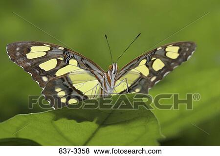 Malachite butterfly (Siproeta stelenes) on a leaf View Large Photo Image Stock Photo - Malachite butterfly (Siproeta stelenes) on a leaf. Fotosearch