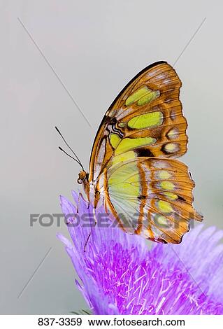 Malachite butterfly (Siproeta stelenes) pollinating a flower View Large Photo Image Stock Photo - Malachite butterfly (Siproeta stelenes) pollinating a flower. Fotosearch